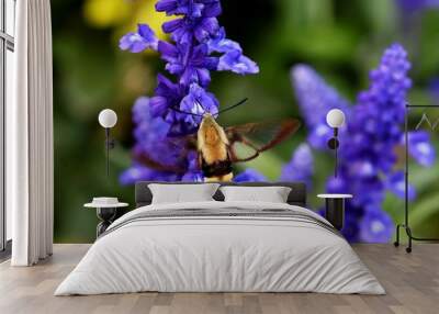 Hummingbird Clearwing moth  Wall mural