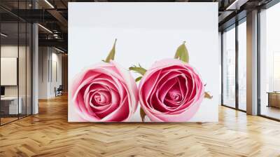 Two pink roses on white background. Wall mural