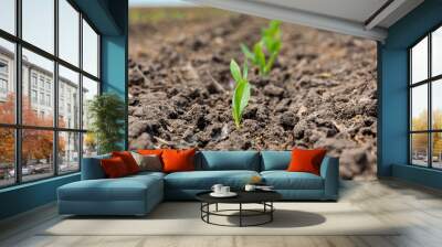 Corn plant emerging out of soil. VE growth stage. Concept of farming, agriculture and planting season Wall mural