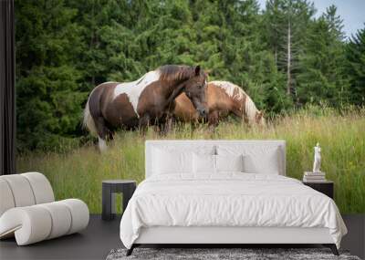 horses grazing Wall mural