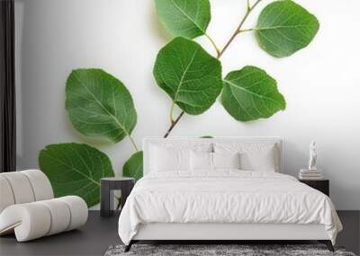 A quaking aspen branch with its trembling leaves, isolated on a clean white background Wall mural