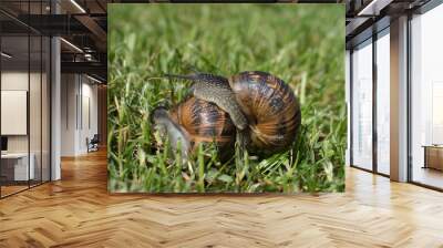 two snails walking and eating in the green field Wall mural