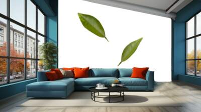 Tree leaves isolated on transparent background, green leaves Wall mural