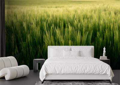 Detail shot of Bearded Barley taken near to the North Yorkshire Coast Wall mural