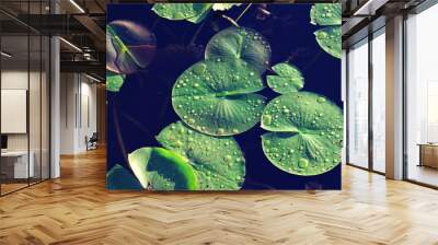 Close up on green Lilly pads with drops of water on top Wall mural