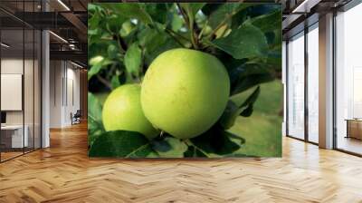 Two apples growing on tree Wall mural