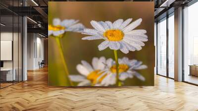 Daisy flowers covered with morning dew droplets. Wall mural