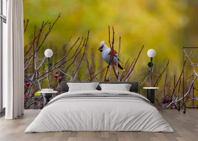 bohemian waxwing in a bush eating berries. Wall mural