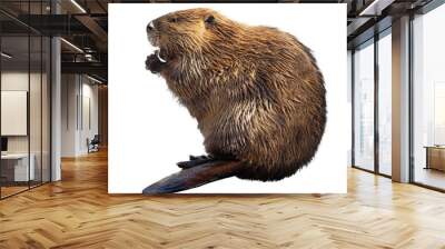 North American Beaver Isolated on a White Background Wall mural