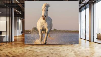 white horse is running Wall mural