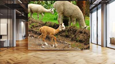 Alpaca in a forest6 Wall mural