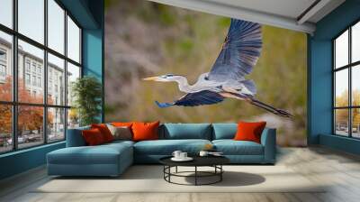 Great blue heron takes flight with wings wide in Florida Wall mural