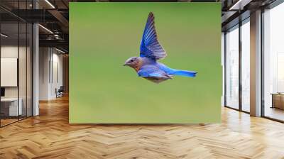 North Carolina bluebird flying to the left Wall mural