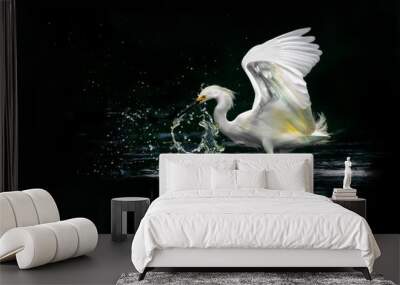 Snowy white egret splashing water while fishing Wall mural