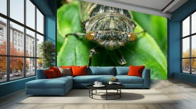 Macro of a cicada bug on a leaf. Wall mural