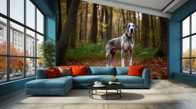 great dane dog Wall mural