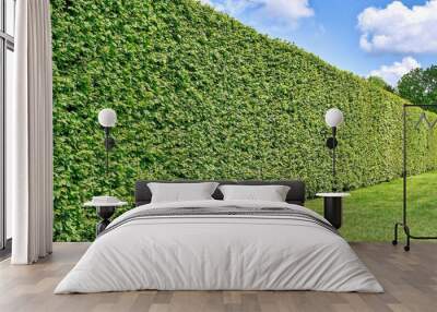 Green hornbeam hedge with a lawn and blue sky in summer (Carpinus betulus) Wall mural