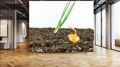 View of two raw onions in the soil of a vegetable garden on a white background
 Wall mural