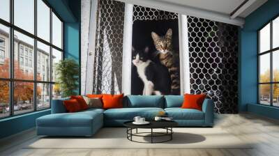 Two street cats looking at the camera. Wall mural