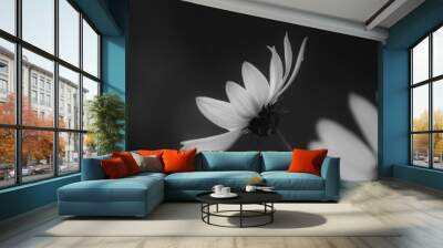 white flower on black background Wall mural