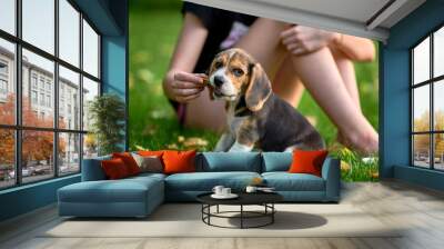 Beagle puppy eating snack Wall mural