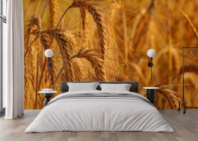 ears of grain in sunlight Wall mural