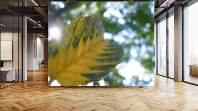 Orange and green autumn leaf of European common hornbeam, Carpinus betulus tree and sun rays in forest environment - close-up shot. Topics: beauty of nature, natural environment, season, forestry Wall mural