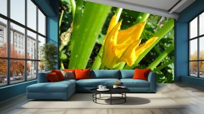 Yellow edible flower of vegetable Courgette, Zucchini and green leaves of plant in garden on sunny weather. Topics: ripening, natural vitamins, cultivation, health, healthy, food, diet, vegetarian Wall mural