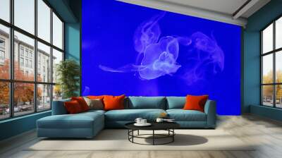  jellyfish float gracefully against a deep blue background Wall mural