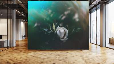  large white magnolia against a background of dark green leaves on a tree in spring day Wall mural