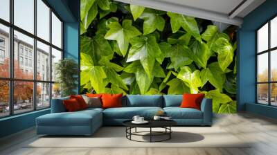  natural green background with creeper outdoors close-up Wall mural