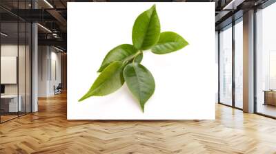 fresh tea leaves isoalted on the white background Wall mural