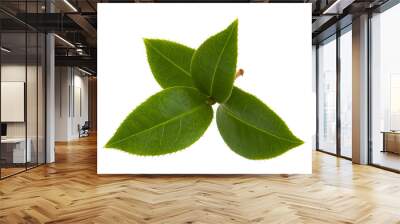 fresh tea leaves Wall mural