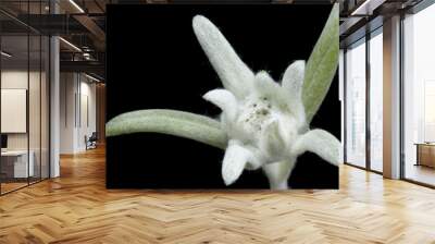 silver edelweiss Wall mural