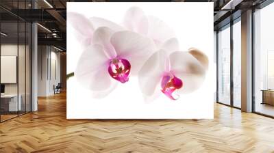 White orchid on white Wall mural