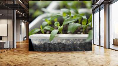 Chili pepper seedlings grown indoors for vegetable garden. Wall mural