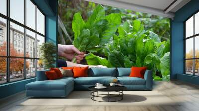 Giant spinach leaves in the ecological garden -  hervest time. Wall mural