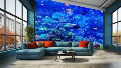 school of fish swimming in a large aquarium Wall mural