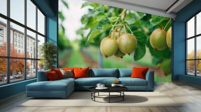 A close-up of kiwi fruit hanging on a branch in an orchard. Wall mural