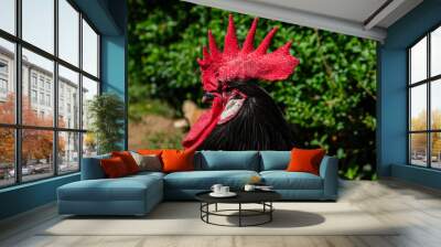 A close up view of a rooster standing near a bush, showing its vibrant feathers and red comb in detail. The rooster appears alert and is likely foraging for food or guarding its territory. Wall mural