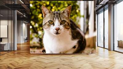 Domestic cat looking at camera Wall mural