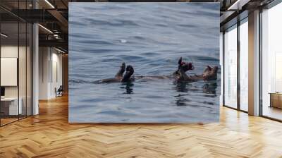 Chungungo Chileno Sea Otter mammal Wall mural