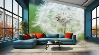 dandelion seed head Wall mural