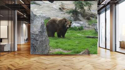 brown bear in zoo Wall mural