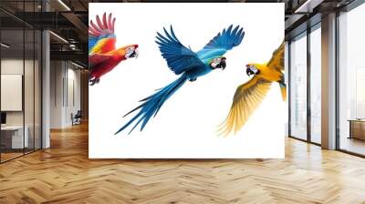 Three colorful parrots flying in the sky Wall mural