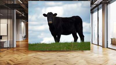 A black angus cow on the top of a hill with a blurred sky in the background. Wall mural