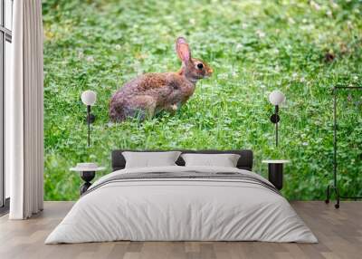 A rabbit in a field of grass and clover. Wall mural