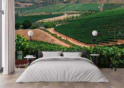 Vineyard in South Africa Wall mural