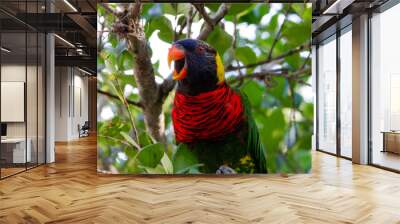 Colorful Lorikeet with Orange Beak Wall mural