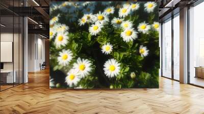 daisies in a garden Wall mural